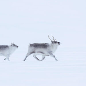 Svalbard Landscape & Wildlife Sailing Expedition 2027