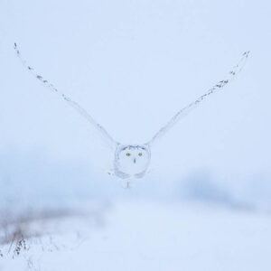 Snowy Owl - Arctic Exposure