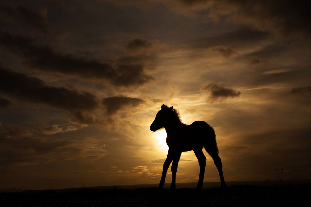 Horse - Arctic Exposure