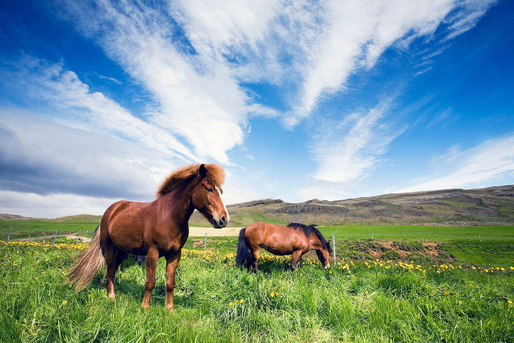 Summer - Arctic Exposure