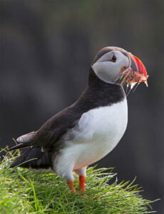 Puffin - Arctic Exposure