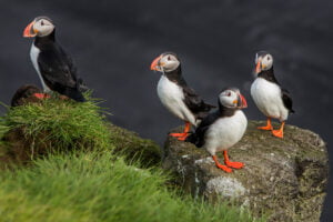 Puffin - Arctic Exposure