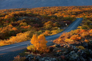 Thingvellir-national-park_IMG_1952