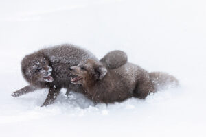arctic-fox-1024-683-GJ1A0094