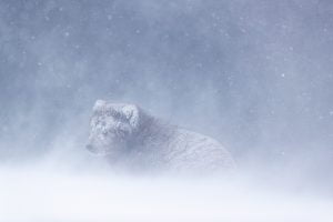 Arctic Fox hunting in the snow