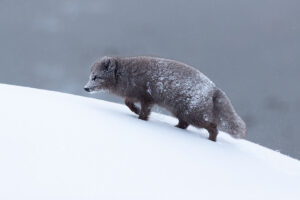 arctic-fox-1024-683-I4I6909
