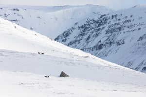 Find the two arctic foxes in the mountain landscape
