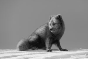 arctic_fox_iceland_winter-GJ1A9089-
