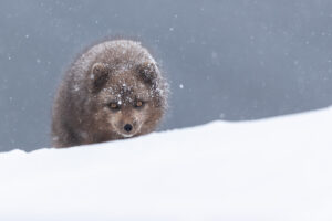arctic_fox_iceland_winter_I4I6696-