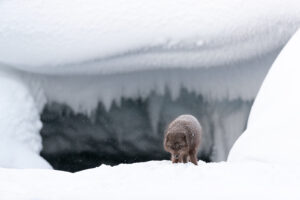 arctic_fox_iceland_winter_I4I7007-