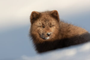 arctic_fox_iceland_winter_I4I7033-