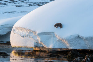 arctic_fox_iceland_winter_I4I8857-