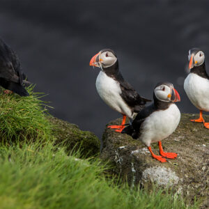 Grímsey Island Puffin Paradise Photo Workshop 2027