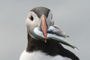 Guide-Siggi-puffin