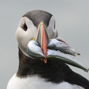 Puffins & Birds in West Iceland Photo Workshop 2027
